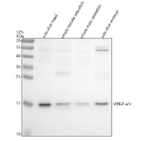 Western blot analysis of Ube2ia/b protein using Zebrafish Ube2i antibody and 1) zebrafish head, 2) whole female zebrafish, 3) whole male zebrafish and 4) zebrafish embryo tissue lysate. Predicted molecular weight ~18 kDa.