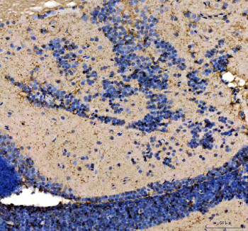 IHC staining of FFPE zebrafish cerebellum tissue with Zebrafish Atg5 antibody, HRP secondary and DAB substrate. HIER: boil tissue sections in pH8 EDTA for 20 min and allow to cool before testing.