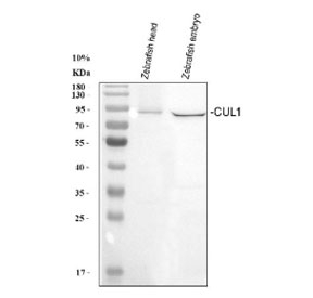 Western blot analysis of Zebrafish Cul1a/b protein using Zebrafish Cul1 antibody with 1) zebrafish head and 2) zebrafish embryo tissue lysate. Predicted molecular weight ~90 kDa.