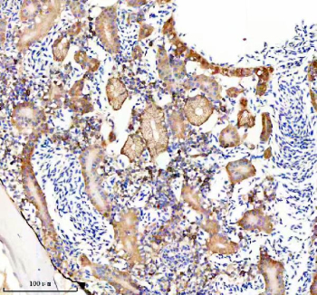 Immunohistochemical analysis of Gmps protein using Zebrafish Gmps antibody and paraffin-embedded zebrafish kidney tissue. HIER: boil tissue sections in pH8 EDTA for 20 min and allow to cool before testing.