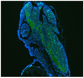 Immunofluorescent staining of FFPE zebrafish embryo tissue with Zebrafish Gnao1a antibody (green) and DAPI nuclear stain (blue). HIER: steam section in pH8 EDTA buffer for 20 min.