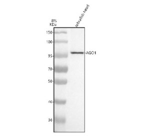 Western blot analysis of Argonaute 1 protein using Zebrafish Argonaute 1 antibody and zebrafish head tissue lysate. The predicted molecular weight of Argonaute 1 is ~97 kDa.