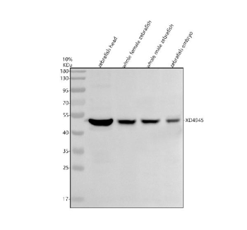 Western blot analysis of Gata3 protein using Zebrafish Gata3 antibody and 1) zebrafish head, 2) whole female zebrafish, 3) whole male zebrafish and 4) zebrafish embryo tissue lysate. Predicted molecular weight ~48 kDa.