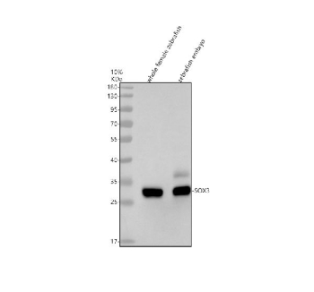 Western blot analysis of Sox3 protein using Zebrafish Sox3 antibody and 1) whole female zebrafish tissue lysates and 2) zebrafish embryo tissue lysates. Predicted molecular weight ~33 kDa.