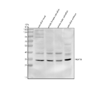 Western blot analysis of Msx1b protein using Zebrafish Msx1b antibody and 1) zebrafish head, 2) whole female zebrafish, 3) whole male zebrafish and 4) zebrafish embryo tissue lysate. Predicted molecular weight ~28 kDa.