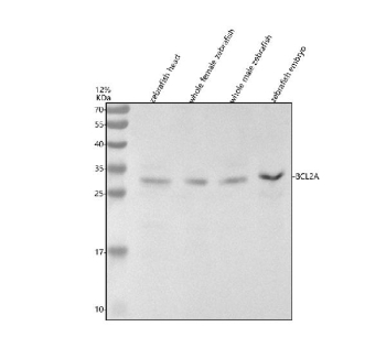 Western blot analysis of Bcl2a protein using Zebrafish Bcl2a antibody and 1) zebrafish head, 2) whole female zebrafish, 3) whole male zebrafish and 4) zebrafish embryo tissue lysate. Predicted molecular weight ~26 kDa.