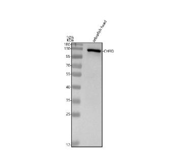 Western blot analysis of Chordin protein using Zebrafish Chordin antibody and zebrafish head tissue lysates. Predicted molecular weight ~105 kDa but may be observed at higher molecular weights due to glycosylation.