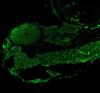 Immunofluorescent staining of Leo1 protein using Zebrafish Leo1 antibody (green) and zebrafish embryo tissue. HIER: boil tissue sections in pH8 EDTA for 20 min and allow to cool before testing.