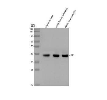 Western blot analysis of LFT1 protein using Zebrafish LFT1 antibody and 1) zebrafish head, 2) whole female zebrafish and 3) whole male zebrafish tissue lysate. Predicted molecular weight ~41 kDa.