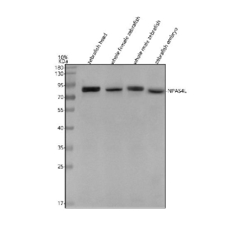 Western blot analysis of Npas4l protein using Zebrafish Npas4l antibody and 1) zebrafish head, 2) whole female zebrafish, 3) whole male zebrafish and 4) zebrafish embryo tissue lysate. Predicted molecular weight ~69 kDa.