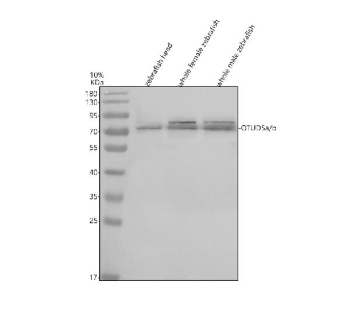 Western blot analysis of OTUD5a/b protein using Zebrafish OTUD5a/b antibody and 1) zebrafish head, 2) whole female zebrafish and 3) whole male zebrafish tissue lysate. Predicted molecular weight ~60 kDa (Otud5a) and ~58 kDa (Otud5b).