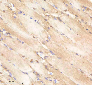 IHC staining of zebrafish Pa2g4 protein using Zebrafish Pa2g4 antibody, HRP-labeled secondary and DAB substrate. Pa2g4 was detected in a paraffin-embedded section of zebrafish muscle tissue. HIER: boil tissue sections in pH8 EDTA for 20 min and allow to cool before testing.