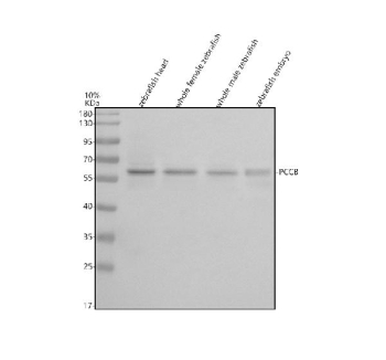 Western blot analysis of Pccb protein using Zebrafish Pccb antibody and 1) zebrafish head, 2) whole female zebrafish, 3) whole male zebrafish and 4) zebrafish embryo tissue lysate. Predicted molecular weight ~61 kDa.