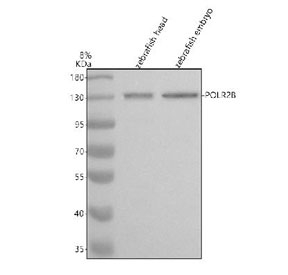 Western blot analysis of Polr2b protein using Zebrafish Polr2b antibody and 1) zebrafish head tissue lysates and 2) zebrafish embryo tissue lysates. Predicted molecular weight ~134 kDa.