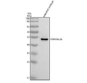 Western blot analysis of Psmd4a/b protein using Zebrafish Psmd4 antibody and zebrafish embryo tissue lysates. Predicted molecular weight ~40 kDa.