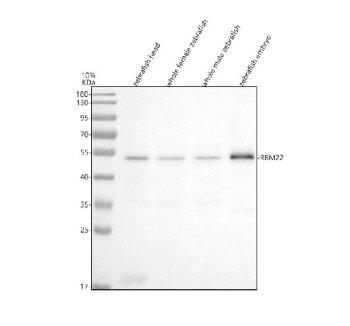 Western blot analysis of Rbm22 protein using Zebrafish Rbm22 antibody and 1) zebrafish head, 2) whole female zebrafish, 3) whole male zebrafish and 4) zebrafish embryo tissue lysate. Predicted molecular weight ~47 kDa.