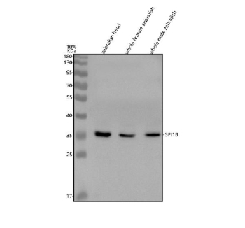 Western blot analysis of Spi1b protein using Zebrafish Spi1b antibody and 1) zebrafish head, 2) whole female zebrafish, 3) whole male zebrafish and 4) zebrafish embryo tissue lysate. Predicted molecular weight ~35 kDa.