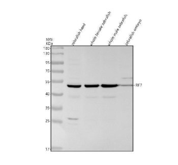 Zebrafish IRF7 / Interferon Regulatory Factor 7 Antibody Antiviral Response WB. Western blot analysis of zebrafish head tissue, whole female zebrafish, whole male zebrafish, and embryo lysates using Zebrafish IRF7 Antibody demonstrates a prominent immunoreactive band at approximately 48 kDa, consistent with the predicted molecular weight of Interferon Regulatory Factor 7 (IRF7). IRF7 is a transcription factor that serves as a master regulator of type I interferon production and antiviral immune responses, coordinating expression of genes involved in innate immunity and host defense. The observed band is detected across multiple zebrafish tissue sources and developmental stages, consistent with the fundamental role of IRF7 in immune signaling pathways. A faint lower molecular weight immunoreactive band is also observed in the head tissue lysate. Electrophoresis was performed on a 10% SDS-PAGE gel under reducing conditions followed by transfer to a nitrocellulose membrane. Signal was detected using an HRP-conjugated secondary antibody and enhanced chemiluminescent substrate.