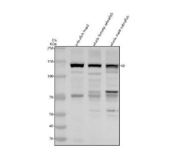 Zebrafish Ceruloplasmin Antibody WB. Western blot analysis of zebrafish head tissue lysate (lane 1), whole female zebrafish tissue lysate (lane 2), and whole male zebrafish tissue lysate (lane 3) using Zebrafish Ceruloplasmin Antibody / CP Antibody demonstrates a prominent band at approximately 145 kDa. Ceruloplasmin (CP) is a copper-binding ferroxidase that plays a central role in iron metabolism, copper transport, and maintenance of metal ion homeostasis. By catalyzing the oxidation of ferrous iron to ferric iron, Ceruloplasmin facilitates iron transport and utilization while contributing to systemic mineral balance and cellular metabolic function. Detection of Ceruloplasmin in multiple zebrafish tissue preparations is consistent with its established role in vertebrate iron and copper metabolism. Electrophoresis was performed on an 8% SDS-PAGE gel under reducing conditions with 30 Âµg of protein loaded per lane, followed by nitrocellulose transfer and HRP-ECL detection. A prominent band is detected at approximately 145 kDa, slightly above the predicted molecular weight of approximately 125 kDa, which may reflect glycosylation and other post-translational modifications known to influence Ceruloplasmin migration.