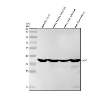 Zebrafish RPLP0 Antibody Multi-Tissue WB. Western blot analysis of zebrafish head (lane 1), whole female (lane 2), whole male (lane 3), and embryo (lane 4) tissue lysates using Zebrafish RPLP0 Antibody / 60S Acidic Ribosomal Protein P0 Antibody demonstrates strong immunoreactive bands at approximately 37 kDa. RPLP0 is a highly conserved structural component of the 60S ribosomal subunit and serves as the central protein of the ribosomal stalk complex, where it facilitates interactions with translation factors required for efficient protein synthesis. The broad expression observed across multiple zebrafish tissues is consistent with the ubiquitous requirement for ribosomal function and cellular protein production. Although the predicted molecular weight of RPLP0 is approximately 27 kDa, the protein is commonly observed at higher apparent molecular weights depending on species, electrophoretic conditions, and post-translational modifications. Primary antibody was used at 0.5 ug/ml. Predicted molecular weight: approximately 27 kDa. Observed molecular weight: approximately 37 kDa.