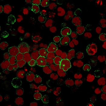 Immunofluorescent staining of human MOLT-4 cells with CD2 antibody (clone BH1, green) and Reddot nuclear stain (red).