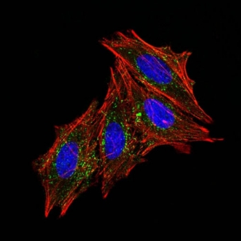 Immunofluorescence testing of human HeLa cells with CD63 antibody (green, clone MX-49.129.5). F-actin filaments are labeled with Dylight 554 phalloidin (red); nuclei stained with DAPI (blue).