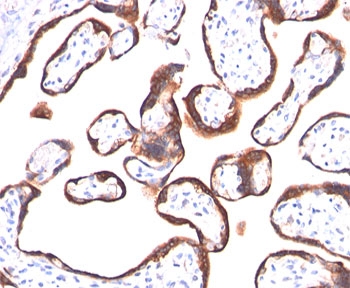Hcg Alpha Unit hCG alpha Antibody HCGa/53 | V2091 NSJ Bioreagents