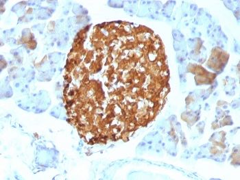 IHC staining of FFPE mouse pancreas tissue with Chromogranin A antibody (clone LK2H10). HIER: boil tissue sections in pH 9 10mM Tris with 1mM EDTA for 20 min and allow to cool before testing.