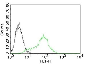 FACS testing of permeabilized human 293T cells with Ku70 + Ku80 antibody. Black=cells alone; Gray=isotype control; Green= AF488 conjugated Ku70 + Ku80 antibody.