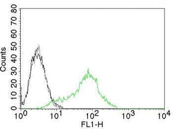 FACS testing of permeabilized human 293T cells with Ku70 + Ku80 antibody. Black=cells alone; Gray=isotype control; Green= Ku70 + Ku80 antibody.