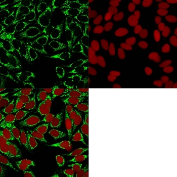 Immunofluorescent staining of methanol-fixed human HeLa cells with HIF1 alpha antibody (green) and Reddot nuclear stain (red).