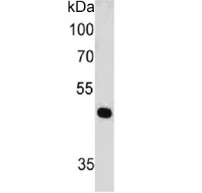 Western blot testing of human HeLa cell lysate with PAX7 antibody (clone PAX7/497). Expected molecular weight: 55-57 kDa.