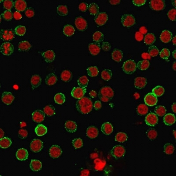 Immunofluorescent staining of PFA-fixed human Raji cells with CD45RA antibody (clone 158-4D3, green) and Reddot nuclear stain (red). 