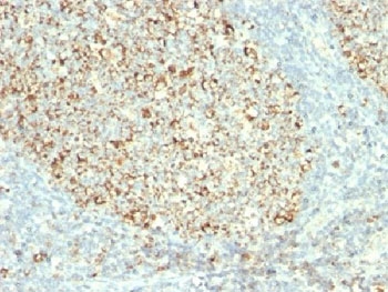 IHC testing of FFPE human tonsil with Mitochondria antibody (clone MTC02)