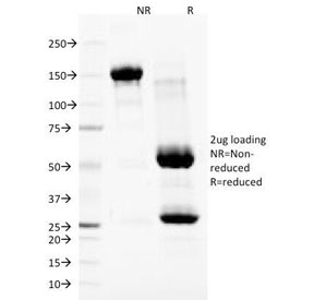 SDS-PAGE Analysis of Purified, BSA-Free Nuclear Membrane Marker Antibody (clone NM97). Confirmation of Integrity and Purity of the Antibody.