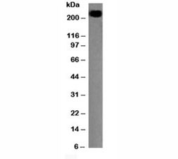 Western blot testing of CD45RB antibody and Daudi lysate. Expected molecular weight: ~147/180-220 kDa (unmodified/glycosylated).