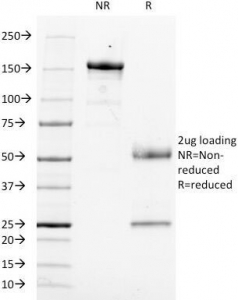 SDS-PAGE Analysis of Purified, BSA-Free Anti-CD14 Antibody (clone LPSR/553). Confirmation of Integrity and Purity of the Antibody.