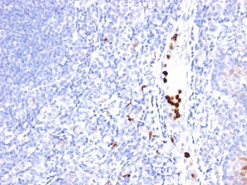 IHC: Formalin-fixed, paraffin-embedded human tonsil stained with GCSF antibody (SPM468).