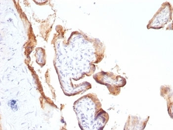 IHC: Formalin-fixed, paraffin-embedded human placenta stained with anti-EGFR antibody (SPM622).
