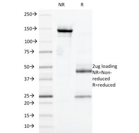 SDS-PAGE Analysis of Purified, BSA-Free CD32 Antibody (clone 7.3). Confirmation of Integrity and Purity of the Antibody.