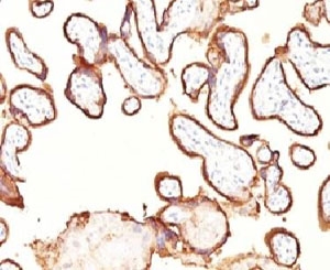 IHC: Formalin-fixed, paraffin-embedded human Placenta stained with placental Alkaline Phosphatase antibody (GM022).