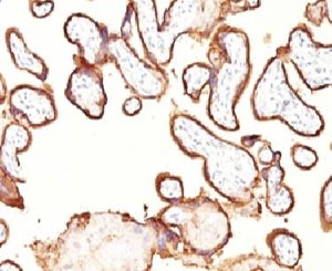 IHC: Formalin-fixed, paraffin-embedded human Placenta stained with placental Alkaline Phosphatase antibody (GM022).