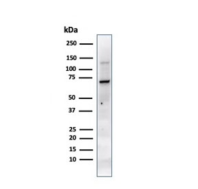 Western blot testing of human JEG-3 cell lysate with Placental Alkaline Phosphatase antibody (clone PL8-F6). Predicted molecular weight ~58 kDa but routinely visualized at 60-70 kDa.