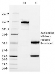 SDS-PAGE Analysis of Purified, BSA-Free CD13 Antibody (WM15). Confirmation of Integrity and Purity of the Antibody.
