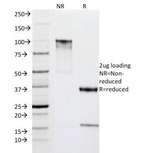 SDS-PAGE Analysis of Purified, BSA-Free HLA-DR Antibody (clone IPO-10). Confirmation of Integrity and Purity of the Antibody.