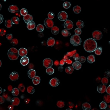 Immunofluorescent staining of human Raji cells with HLA-DRB1 antibody (clones LN3 + HLA-DRB/1067, cyan) and Reddot nuclear stain (red).