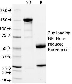 SDS-PAGE Analysis of Purified, BSA-Free CD11a Antibody (clone DF1524). Confirmation of Integrity and Purity of the Antibody.