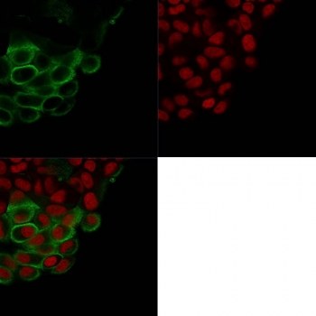 Immunofluorescent staining of PFA-fixed human K562 cells with MUC-1 antibody (green, clone HMPV) and Reddot nuclear stain (red).