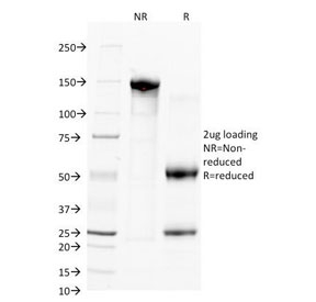 SDS-PAGE Analysis of Purified, BSA-Free CD38 Antibody (clone FS02). Confirmation of Integrity and Purity of the Antibody.