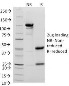 SDS-PAGE Analysis of Purified, BSA-Free CD48 Antibody (clone 156-4H9). Confirmation of Integrity and Purity of the Antibody.